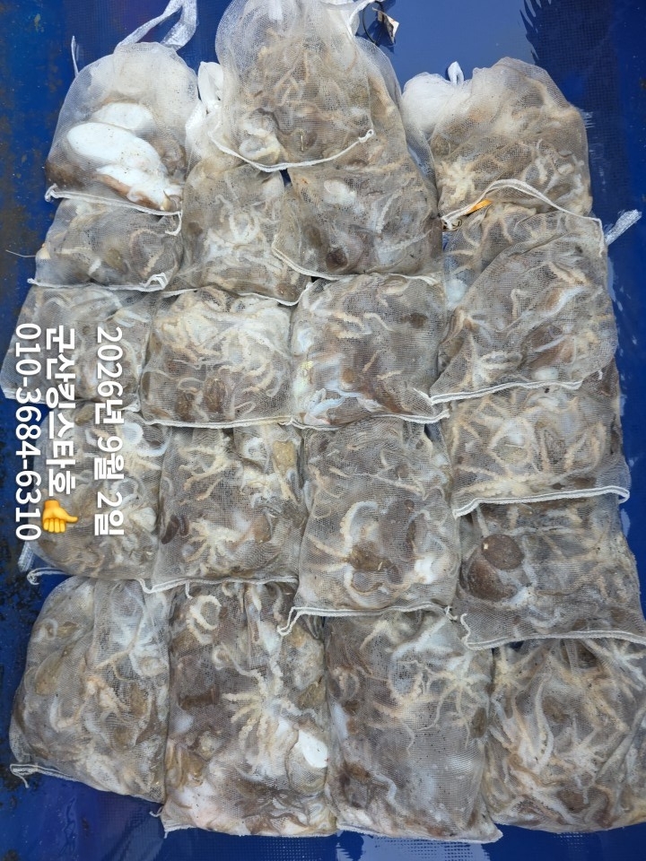 9월 2일 군산 주꾸미 선상낚시 조황 현장 사진 13