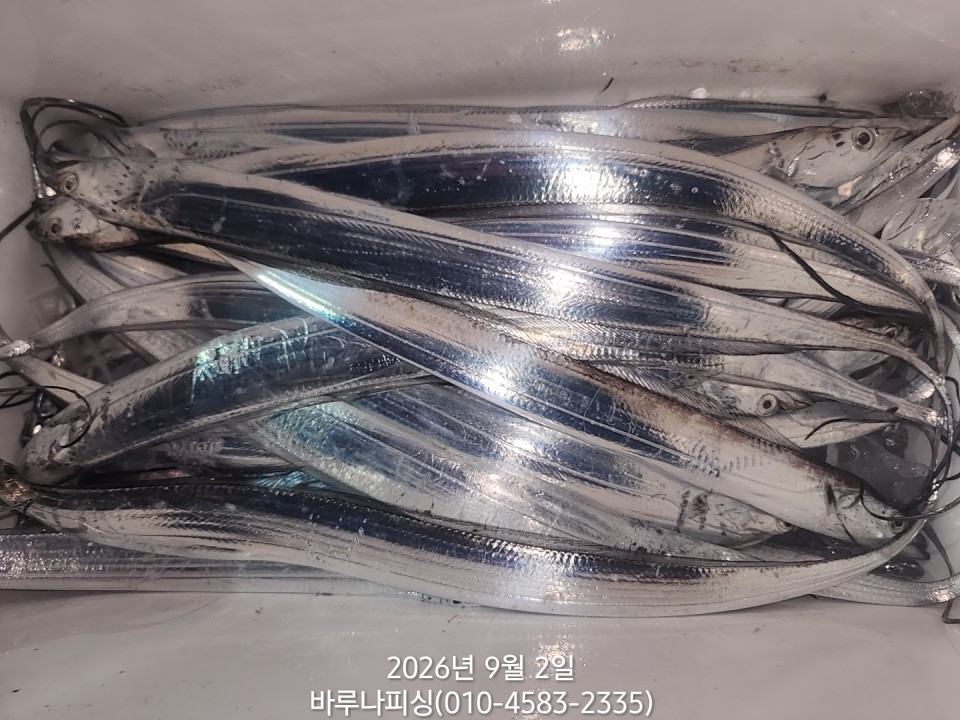 9월 1일 갈치 선상낚시 조황 현장 사진 15
