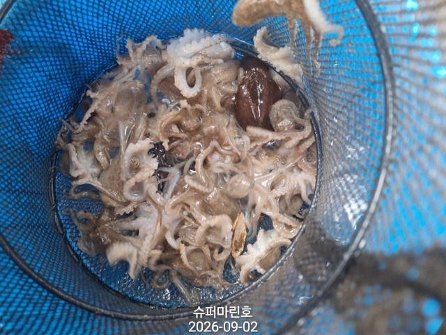 9월 2일 주꾸미 선상낚시 조황 현장 사진 9