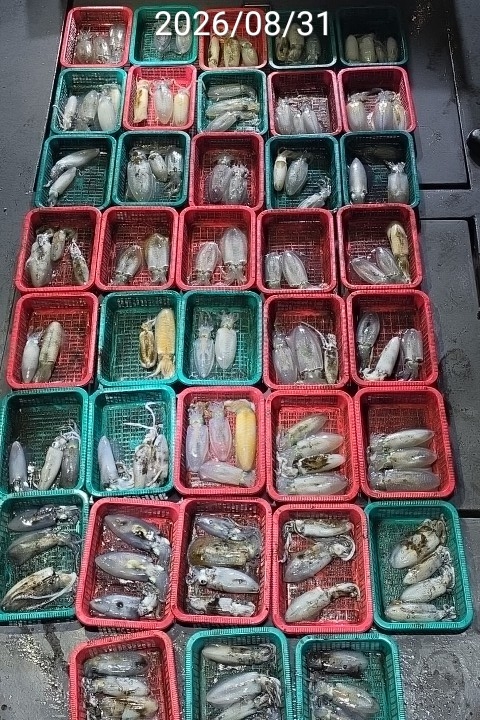 9월 2일 진해 무늬오징어 선상낚시 조황 현장 사진 9