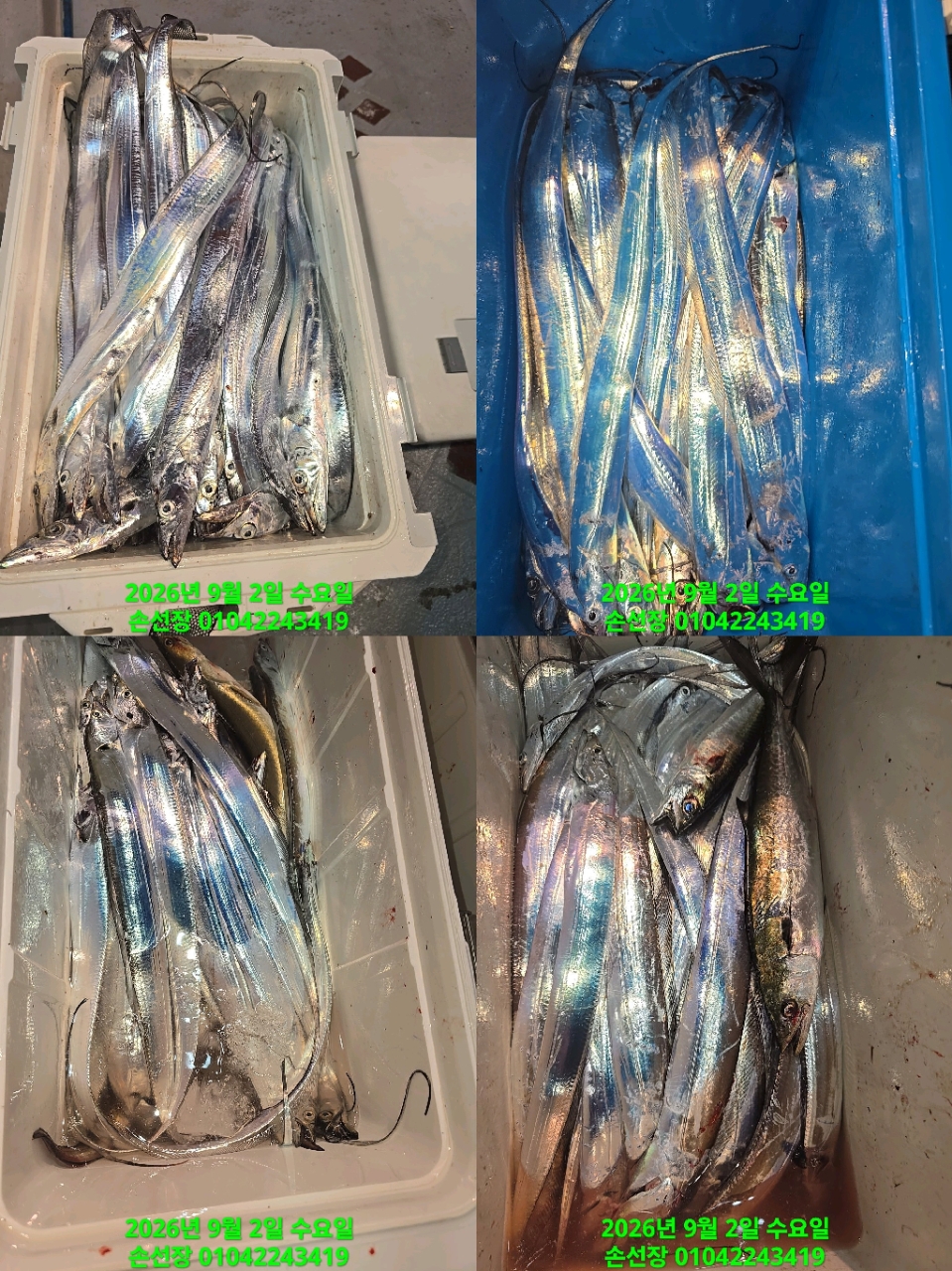 9월 2일 갈치 선상낚시 조황 현장 사진 3