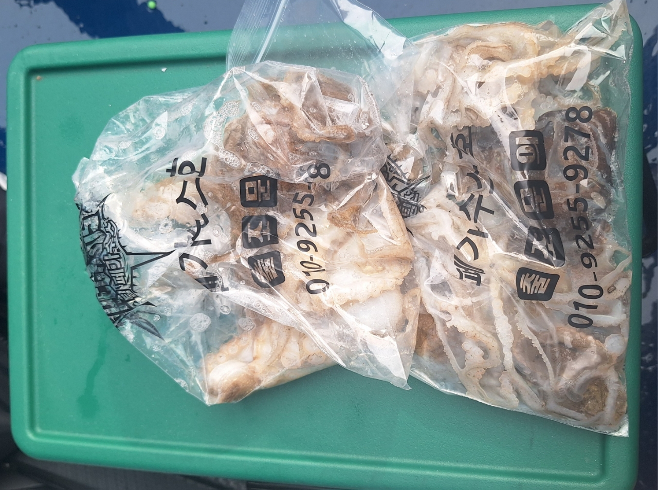 9월 2일 갑오징어 선상낚시 조황 현장 사진 17