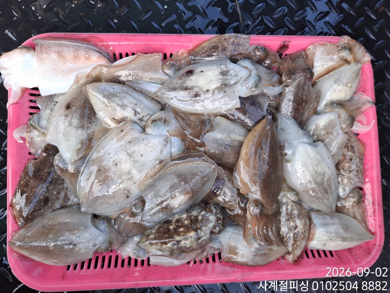 9월 2일 삼천포 갑오징어 선상낚시 조황 현장 사진 4