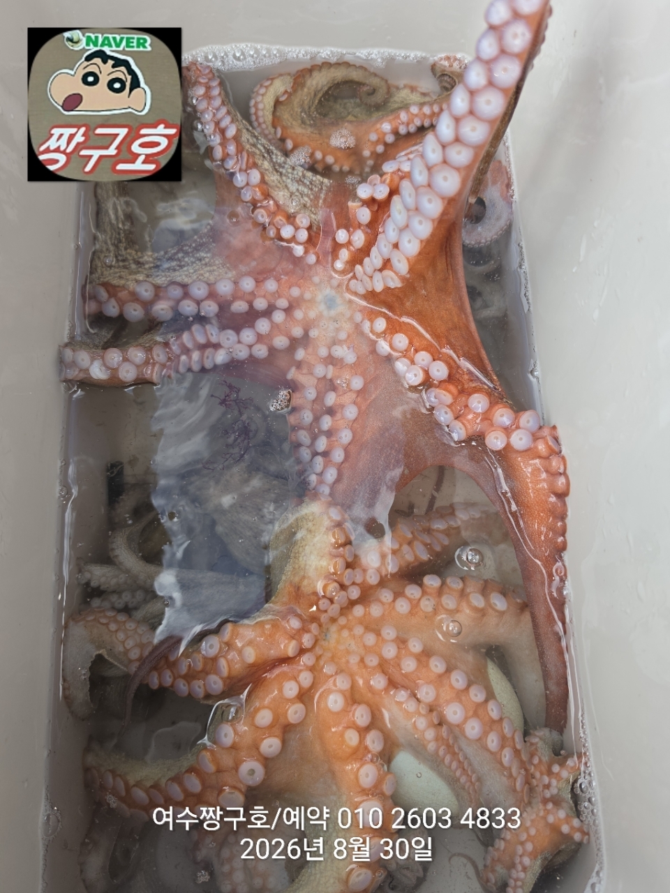 9월 2일 여수 문어 선상낚시 조황 현장 사진 25