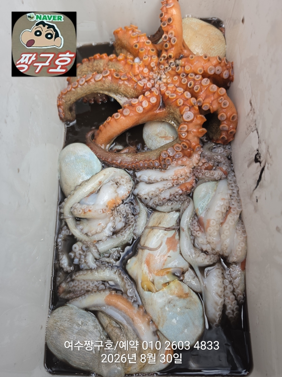 9월 2일 여수 문어 선상낚시 조황 현장 사진 23