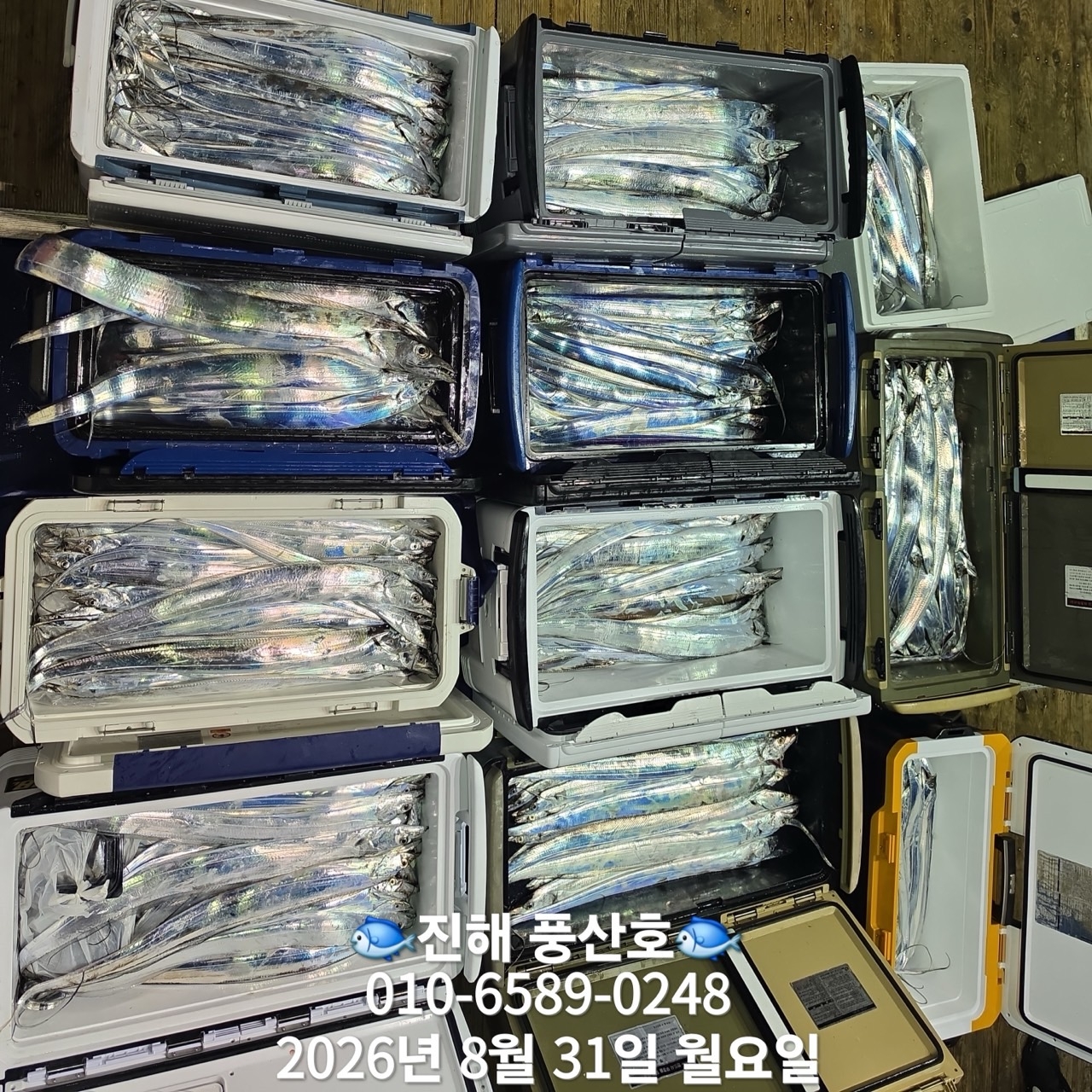 9월 2일 갈치 선상낚시 조황 현장 사진 14