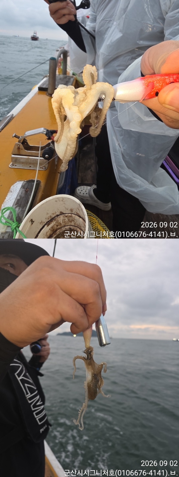 9월 2일 군산 주꾸미 선상낚시 조황 현장 사진 5