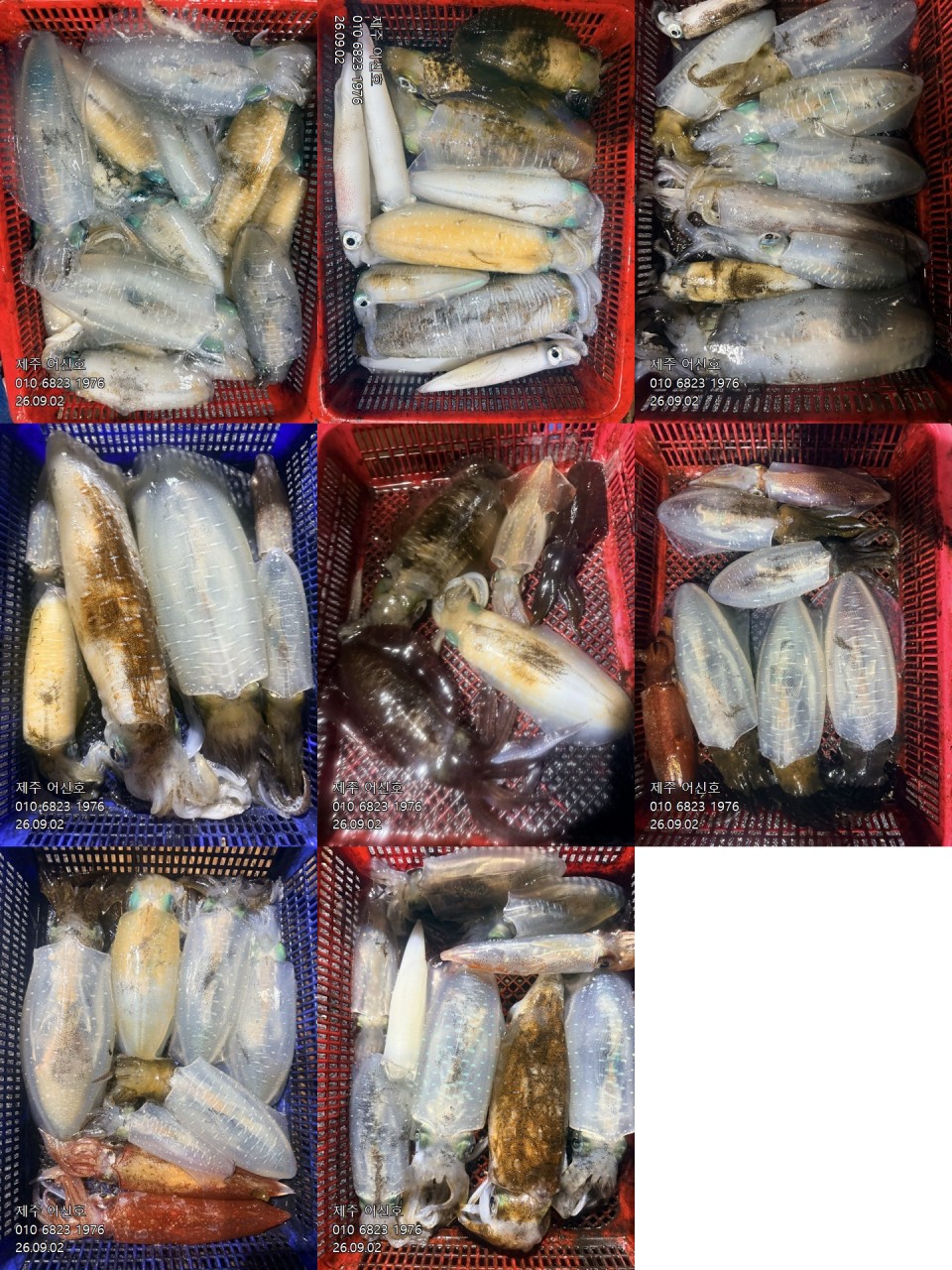 9월 1일 제주 무늬오징어 선상낚시 조황 현장 사진 1