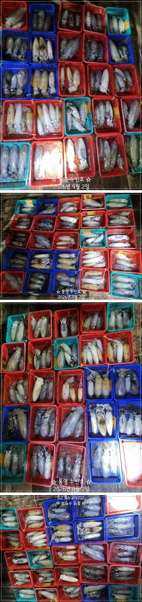 9월 2일 무늬오징어 선상낚시 조황 현장 사진 5
