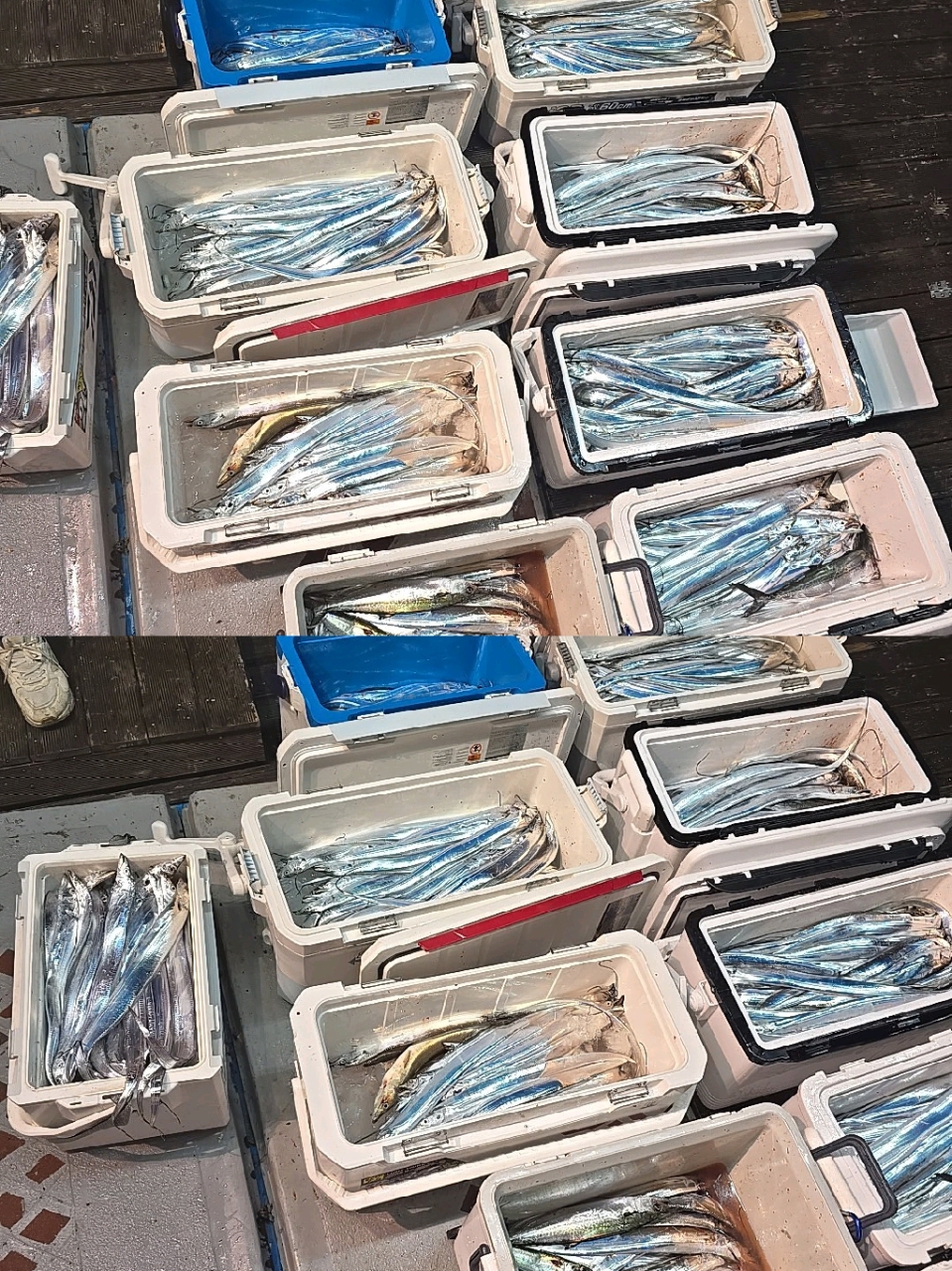 9월 2일 갈치 선상낚시 조황 현장 사진 6
