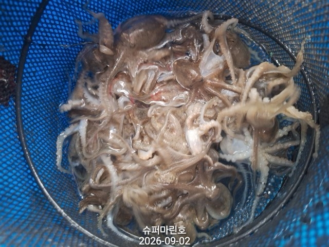 9월 2일 주꾸미 선상낚시 조황 현장 사진 4