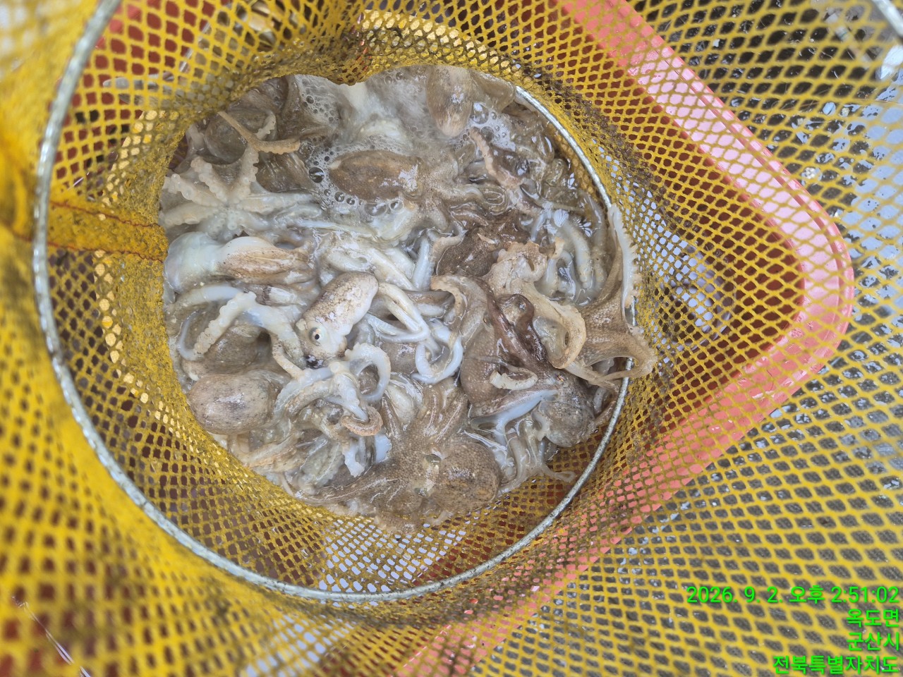 9월 2일 군산 갑오징어 선상낚시 조황 현장 사진 9