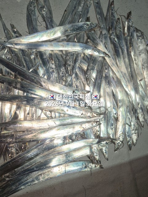 9월 4일 갈치 선상낚시 조황 현장 사진 1