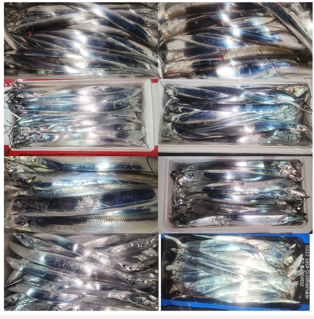 9월 1일 갈치 선상낚시 조황 현장 사진 18