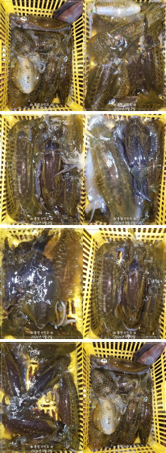 9월 2일 무늬오징어 선상낚시 조황 현장 사진 4