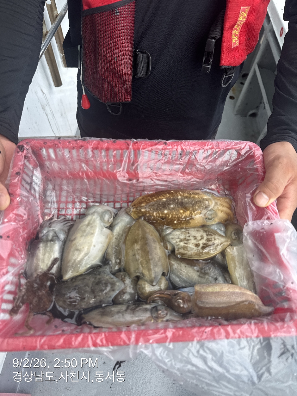 9월 2일 삼천포 갑오징어 선상낚시 조황 현장 사진 8