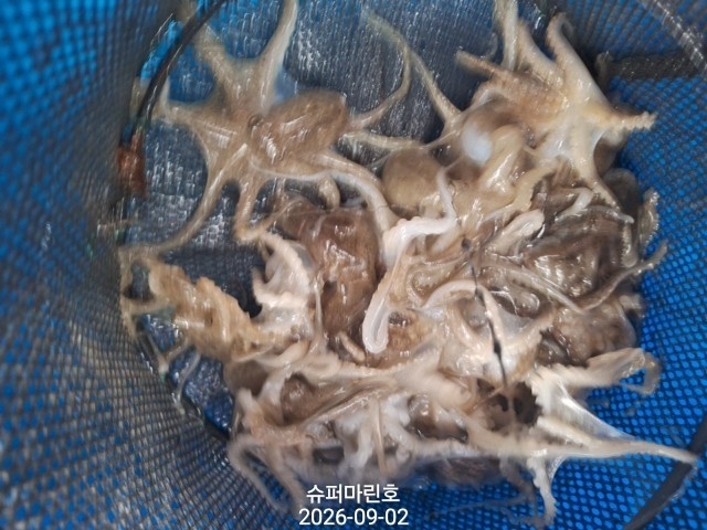 9월 2일 주꾸미 선상낚시 조황 현장 사진 11