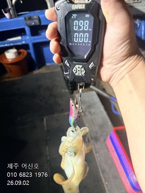 9월 1일 제주 무늬오징어 선상낚시 조황 현장 사진 2