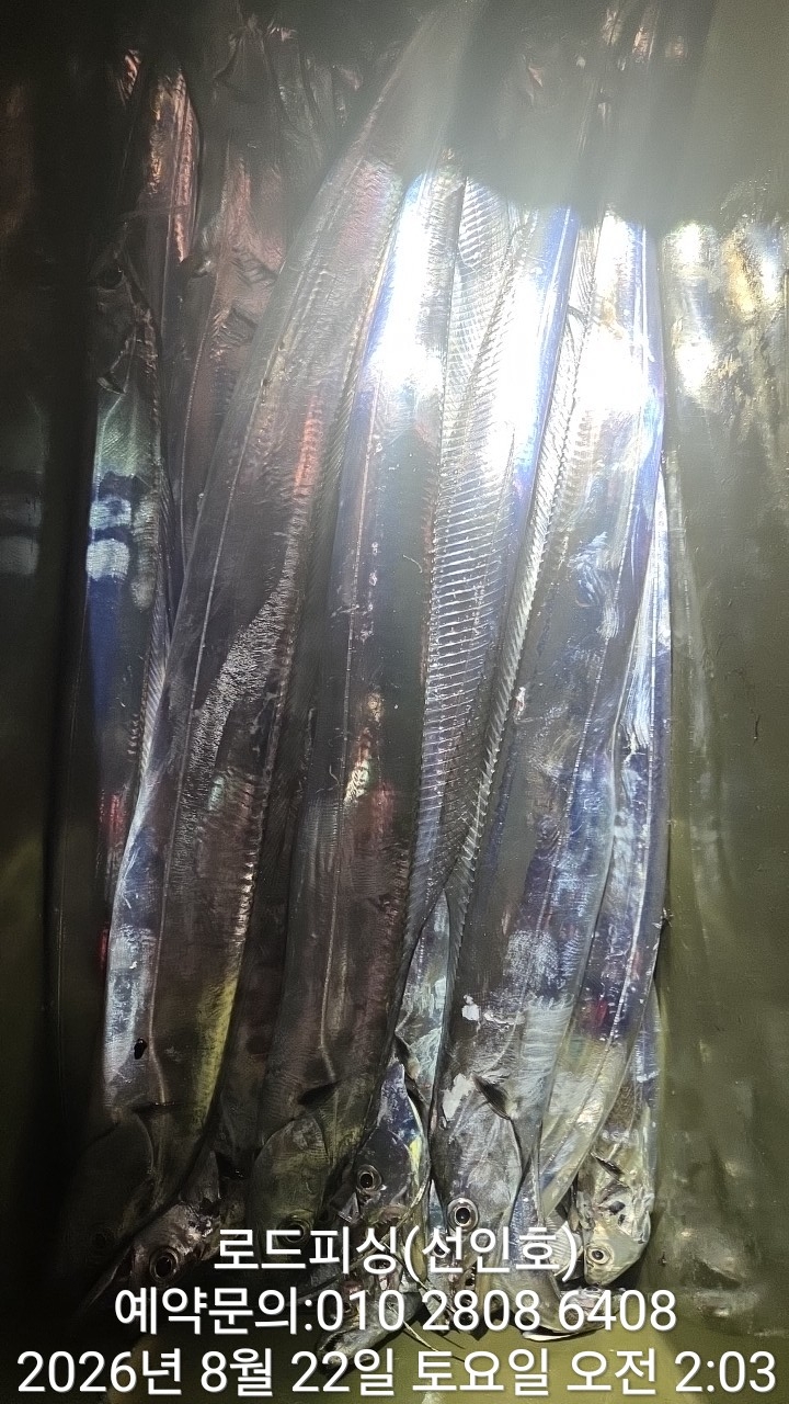 9월 2일 고성 갈치 선상낚시 조황 현장 사진 3
