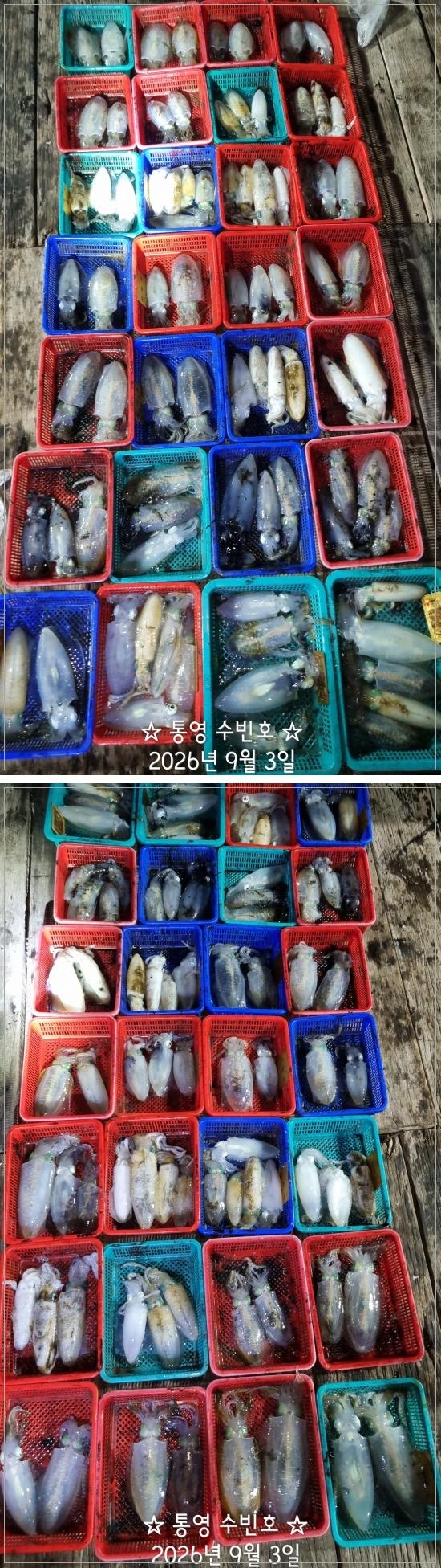 9월 3일 무늬오징어 선상낚시 조황 현장 사진 3