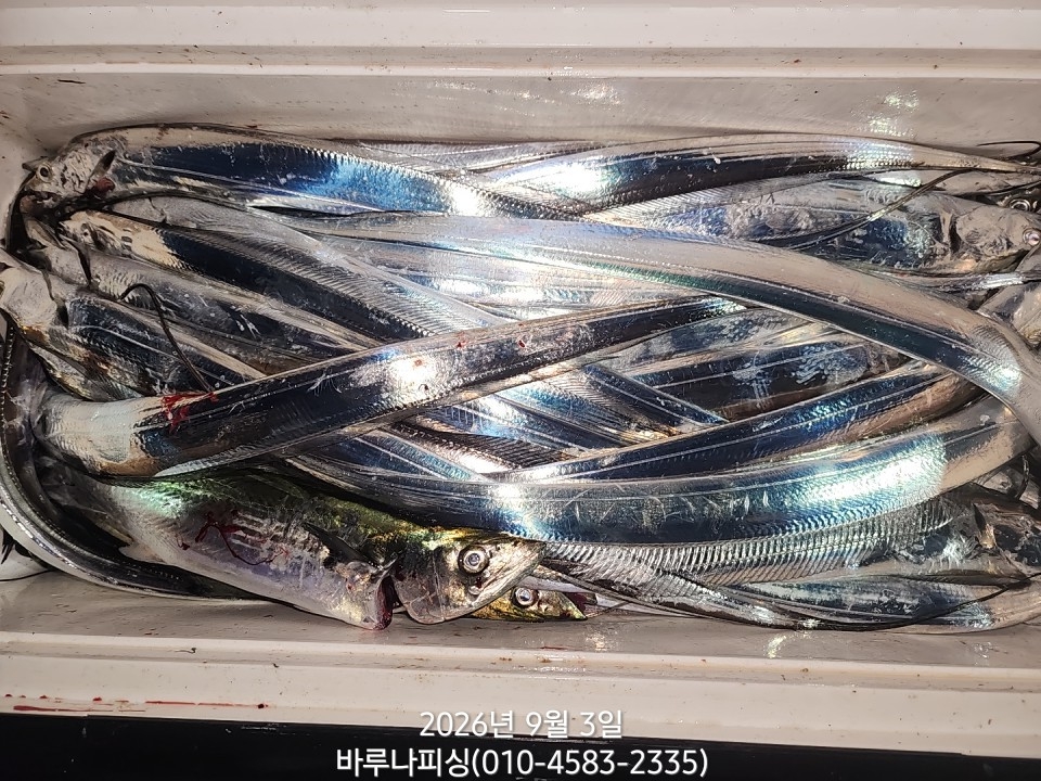 9월 2일 갈치 선상낚시 조황 현장 사진 7