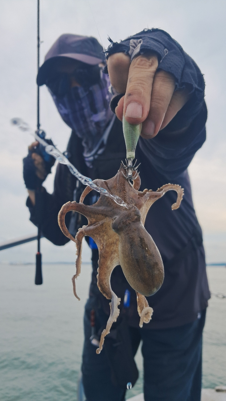 9월 3일 갑오징어 선상낚시 조황 현장 사진 6
