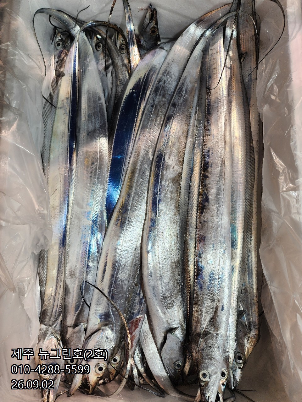 9월 2일 제주 갈치 선상낚시 조황 현장 사진 33
