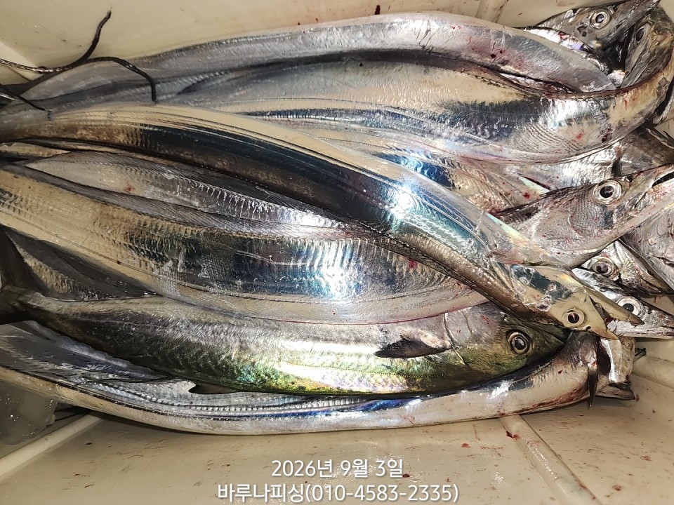 9월 2일 갈치 선상낚시 조황 현장 사진 9