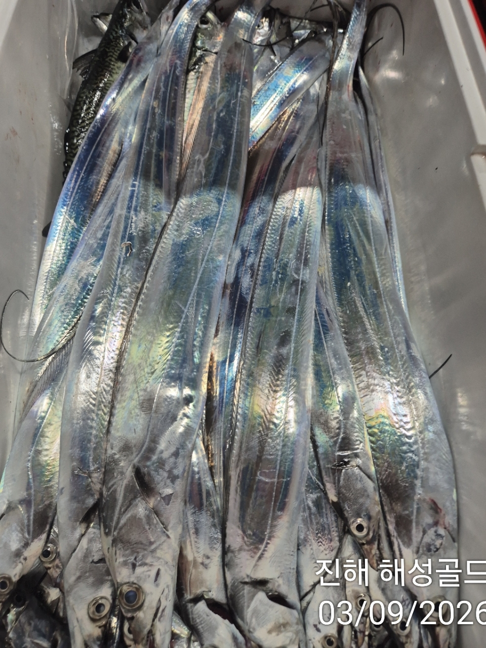 9월 3일 갈치 선상낚시 조황 현장 사진 21