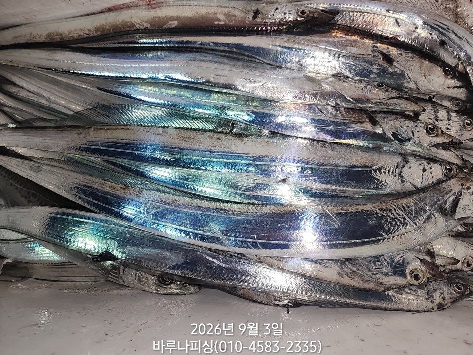 9월 2일 갈치 선상낚시 조황 현장 사진 3