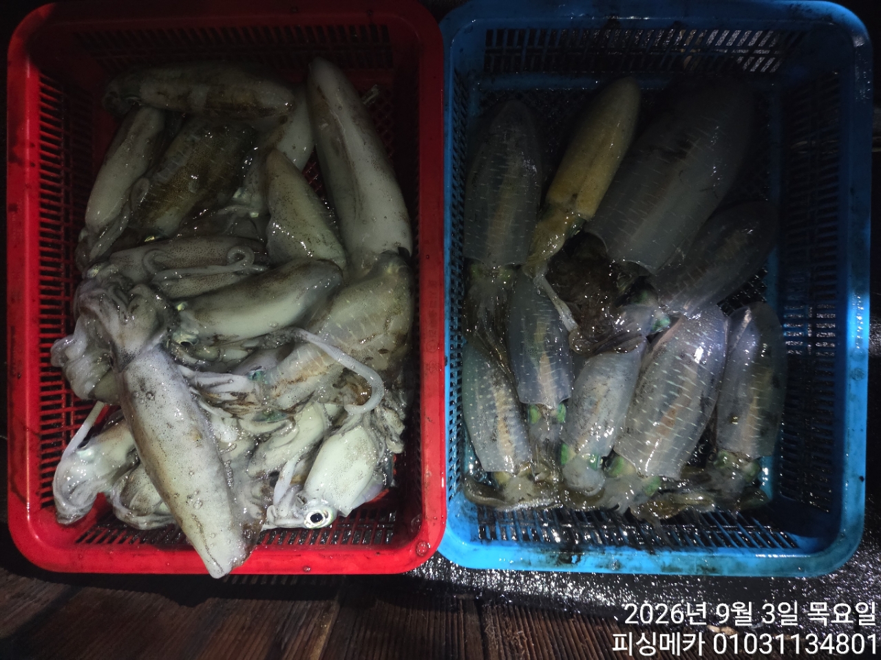 9월 3일 여수 무늬오징어 선상낚시 조황 현장 사진 5