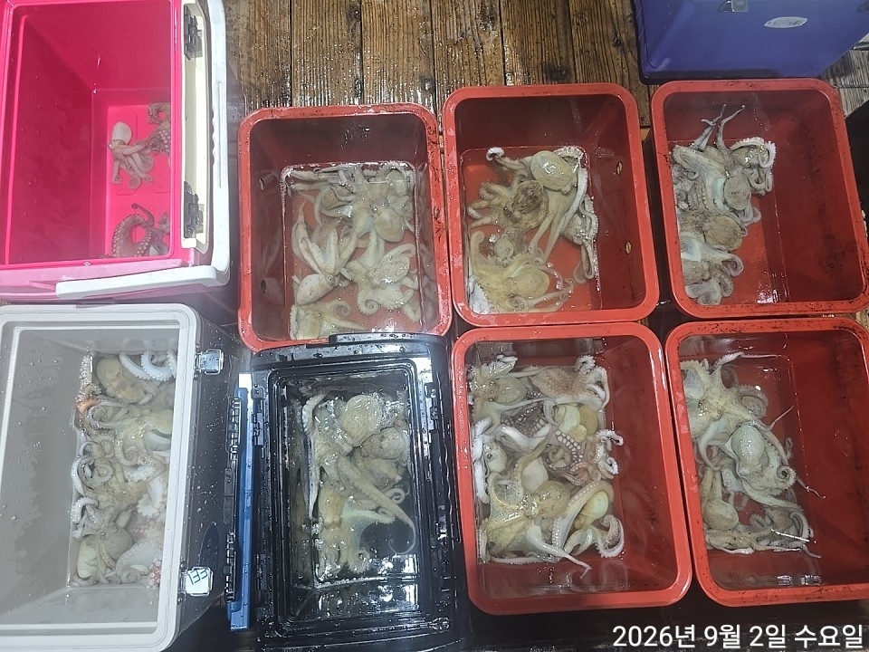 9월 3일 남해 문어 선상낚시 조황 현장 사진 8