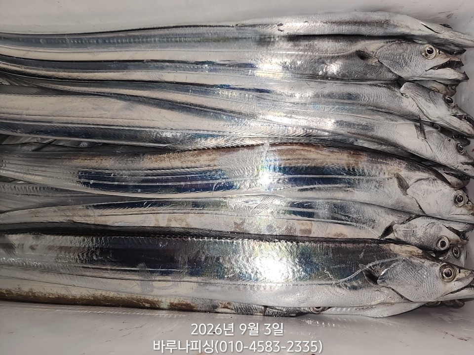 9월 2일 갈치 선상낚시 조황 현장 사진 10