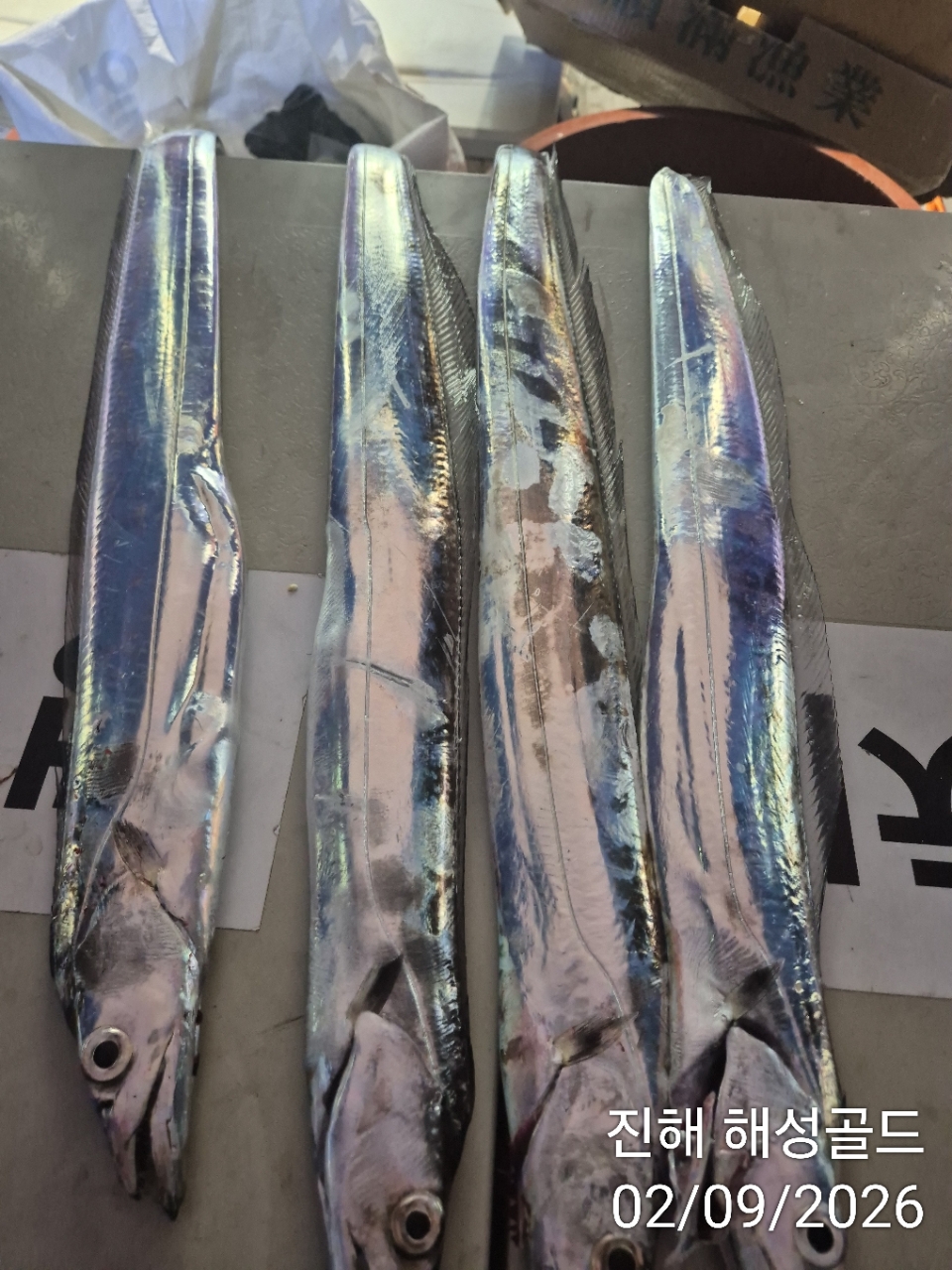 9월 3일 갈치 선상낚시 조황 현장 사진 23