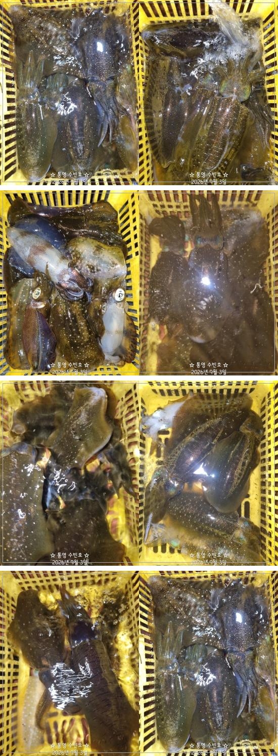 9월 3일 무늬오징어 선상낚시 조황 현장 사진 2