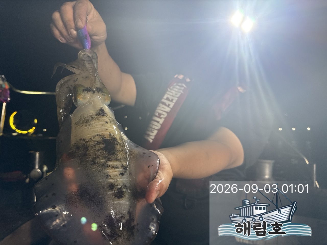 9월 2일 여수 무늬오징어 선상낚시 조황 현장 사진 9