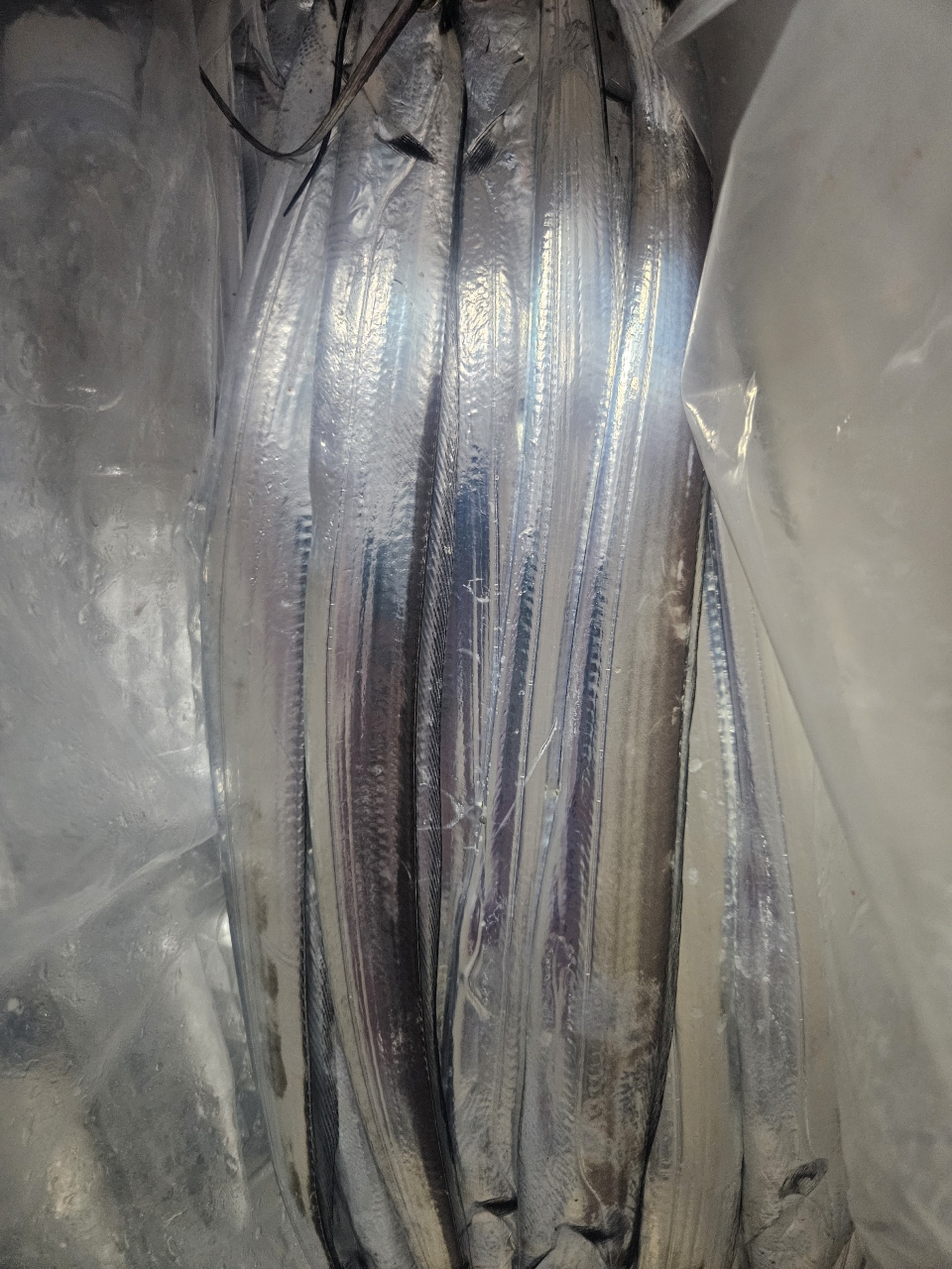 9월 1일 목포 갈치 선상낚시 조황 현장 사진 9