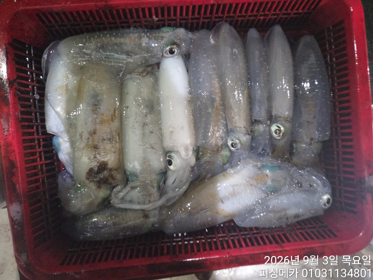 9월 3일 여수 무늬오징어 선상낚시 조황 현장 사진 3