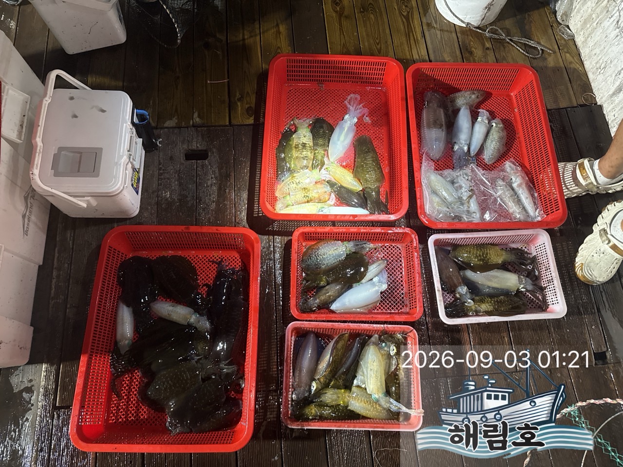 9월 2일 여수 무늬오징어 선상낚시 조황 현장 사진 10