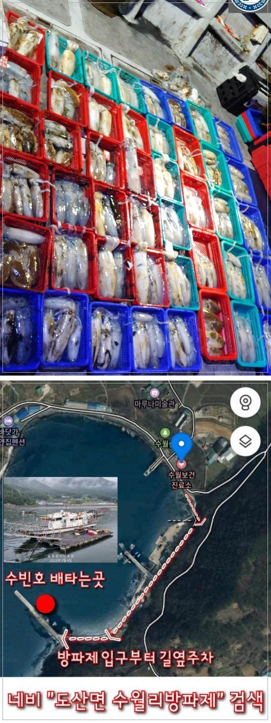 9월 3일 무늬오징어 선상낚시 조황 현장 사진 6
