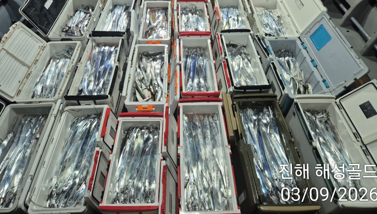 9월 3일 갈치 선상낚시 조황 현장 사진 3