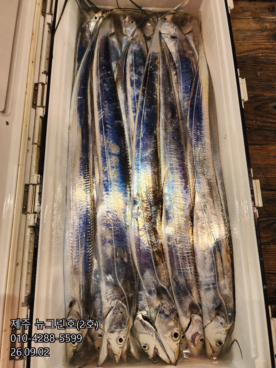 9월 2일 제주 갈치 선상낚시 조황 현장 사진 30