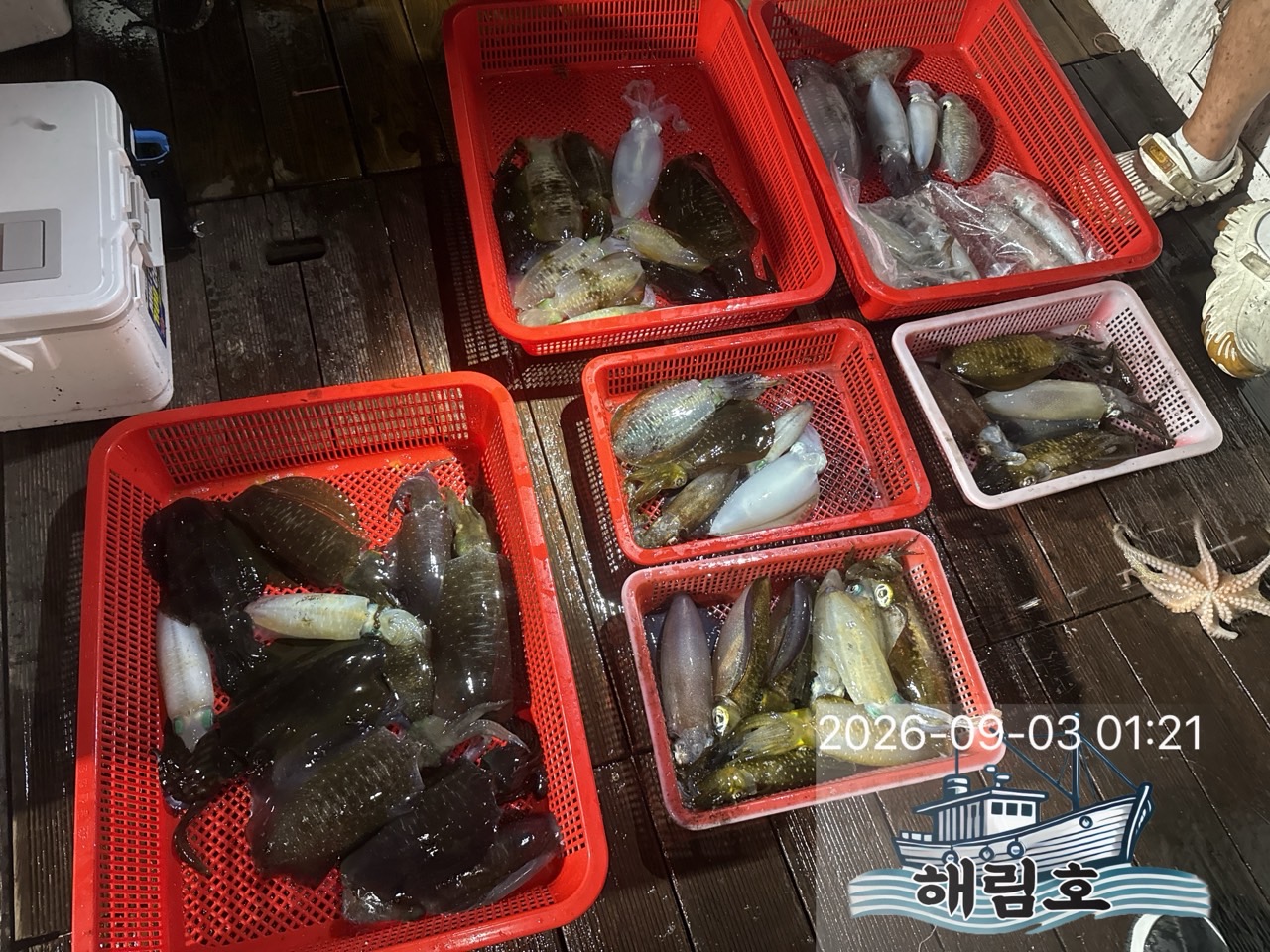 9월 2일 여수 무늬오징어 선상낚시 조황 현장 사진 11