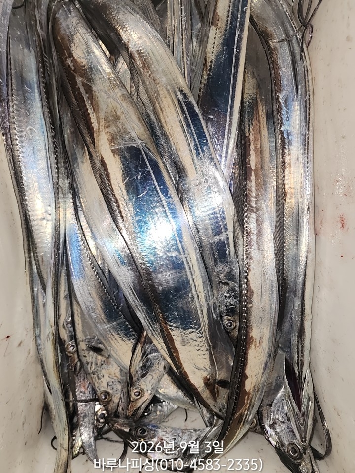 9월 2일 갈치 선상낚시 조황 현장 사진 6