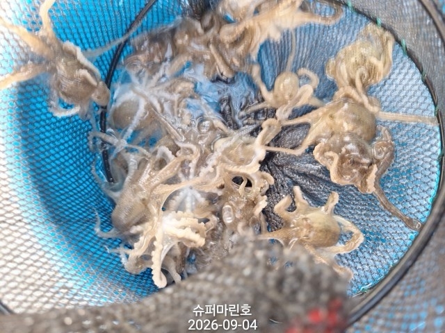9월 4일 주꾸미 선상낚시 조황 현장 사진 7
