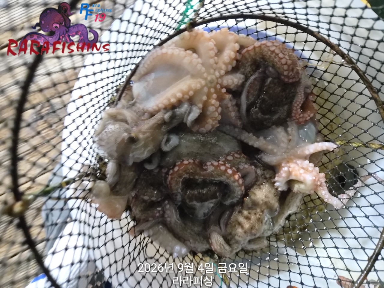 9월 3일 진해 문어 선상낚시 조황 현장 사진 11