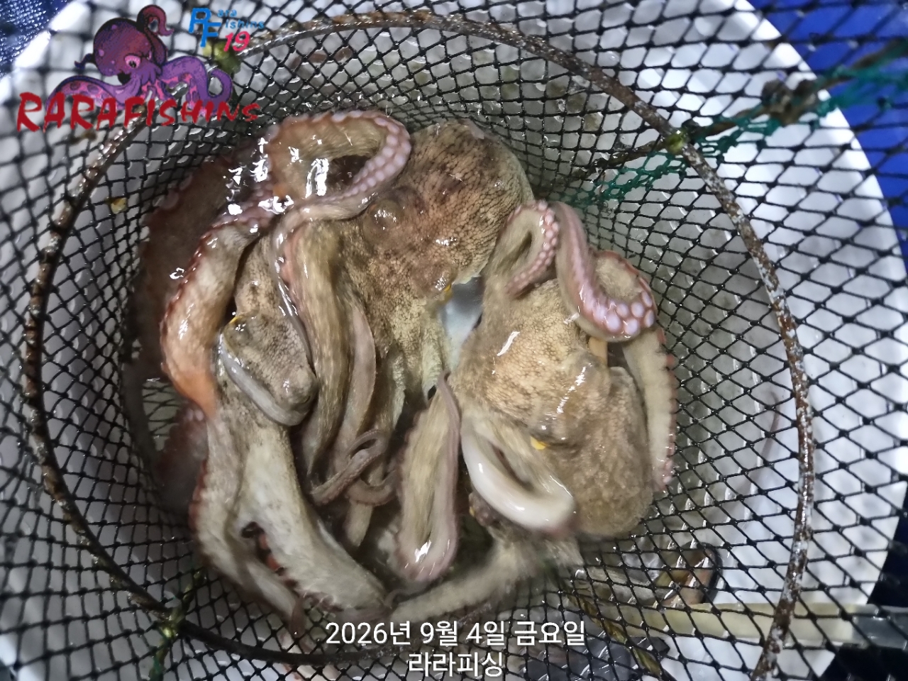 9월 3일 진해 문어 선상낚시 조황 현장 사진 12