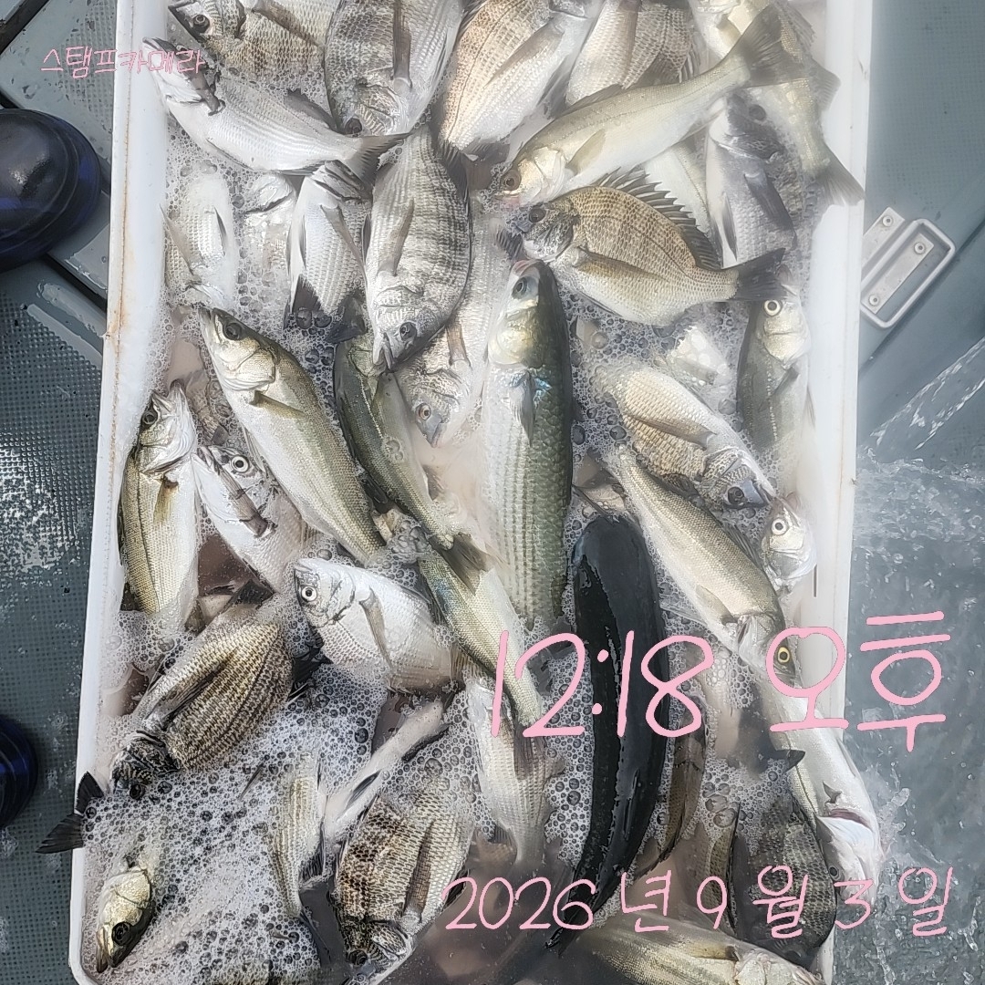9월 3일 고성 감성돔 선상낚시 조황 현장 사진 1