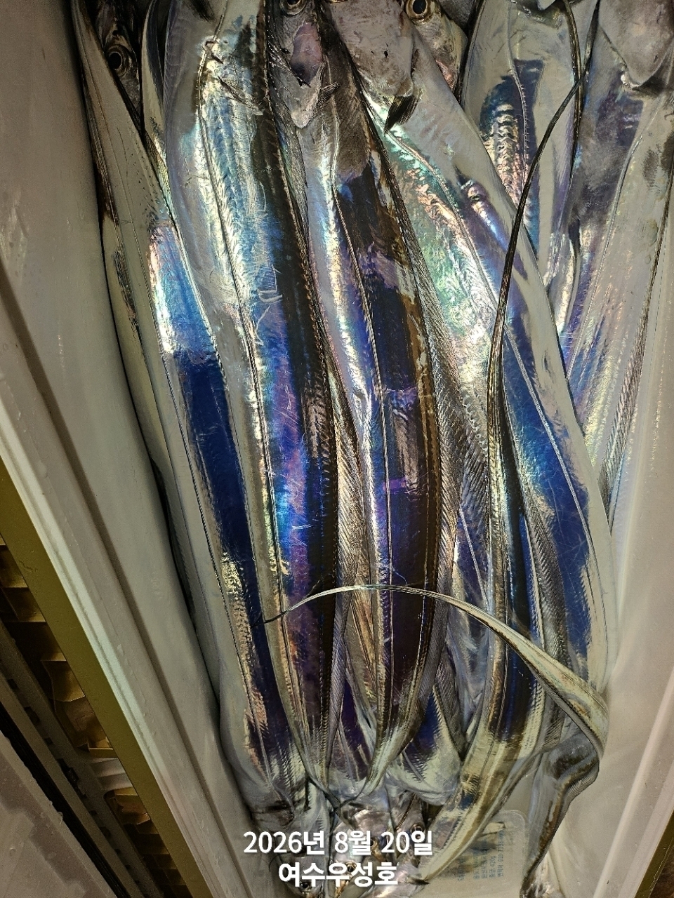 9월 7일 여수 갈치 선상낚시 조황 현장 사진 9