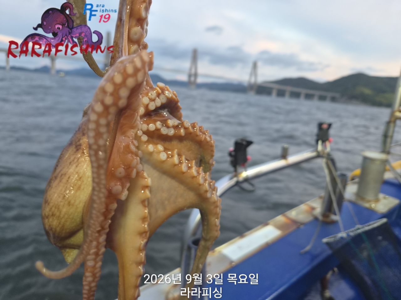 9월 3일 진해 문어 선상낚시 조황 현장 사진 6